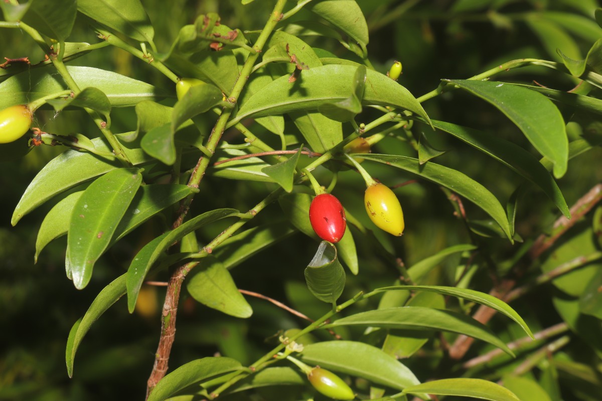 Erythroxylum zeylanicum O.E.Schulz